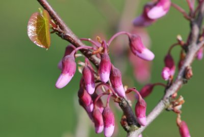 Cercis siliquastrum - zmarlika jidášova - pučící květenství (2)